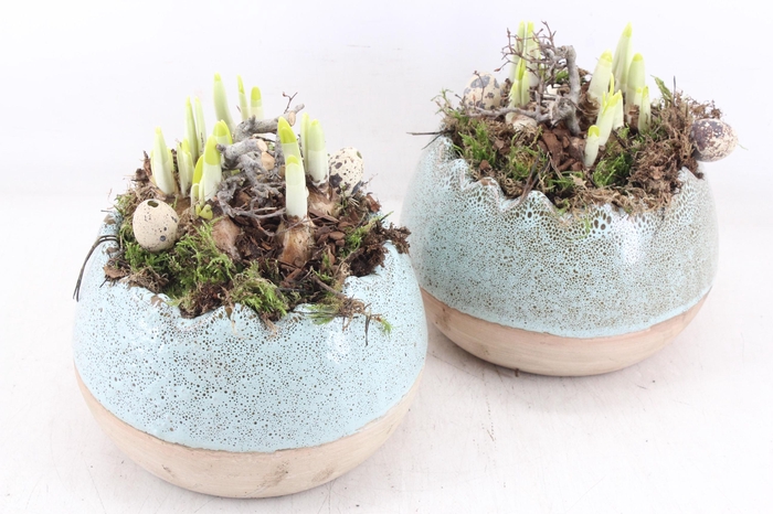 <h4>arr4 Narcis MB - Luxe kartel ei 338/3</h4>