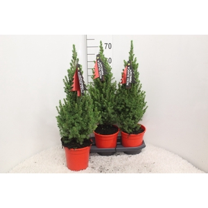 PICEA GL PERFECTA