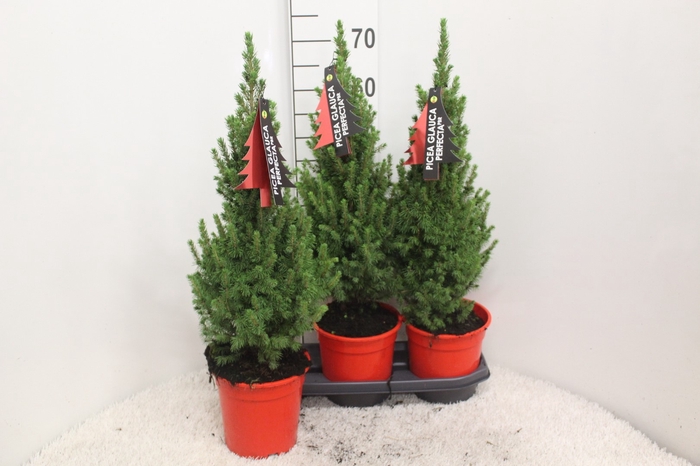 <h4>PICEA GL PERFECTA</h4>