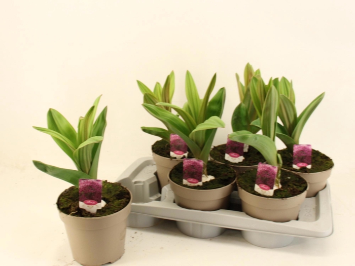 <h4>ALLI OSTARA</h4>