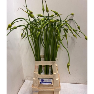 ALLIUM SAT OPHIOSCOR