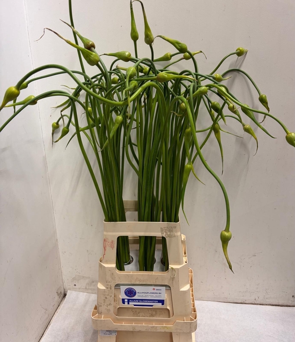 <h4>ALLIUM SAT OPHIOSCOR</h4>