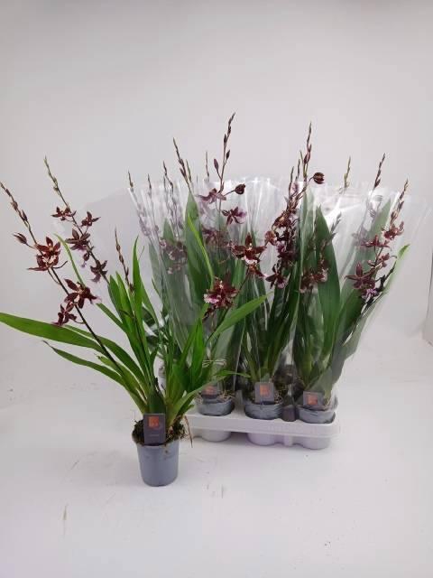 <h4>BUR BARROCCO RED</h4>