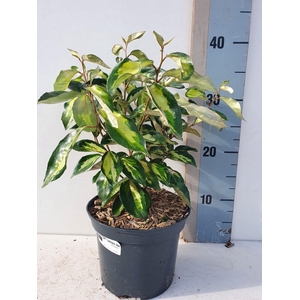 Elaeagnus ebbengei 'Lemon and Ice'