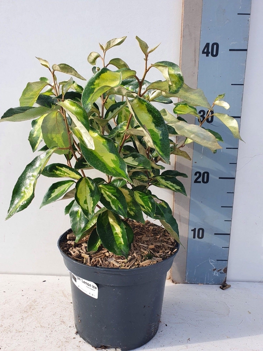 <h4>Elaeagnus ebbengei 'Lemon and Ice'</h4>