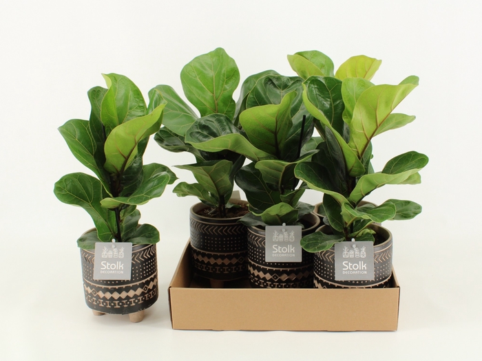 <h4>Ficus Lyrata Keramiek Maya</h4>