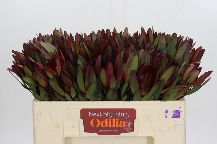 <h4>LEUCAD SAF SUNSET</h4>