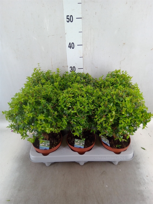 <h4>Myrtus communis</h4>