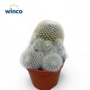 Rebutia Muscula (group)