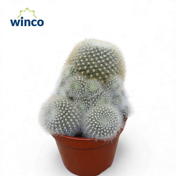 <h4>Rebutia Muscula (group)</h4>