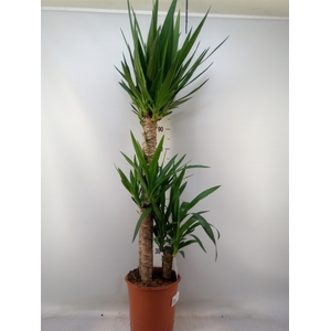 Yucca   ...