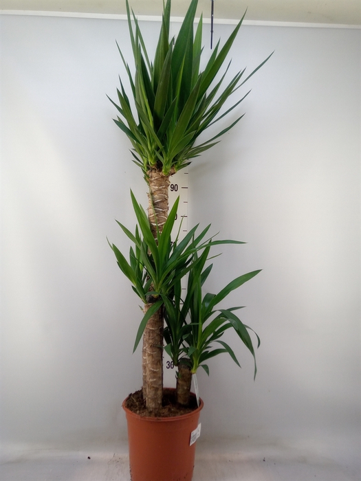 <h4>Yucca   ...</h4>