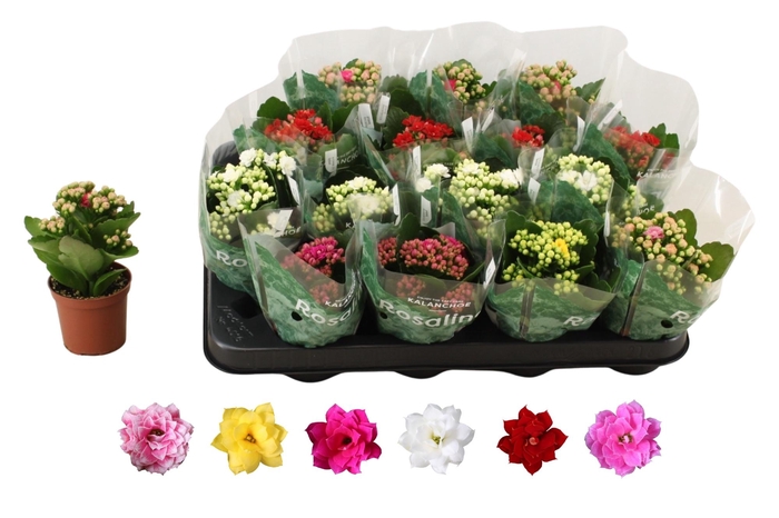 <h4>KAL GE RO GEM 6 KL</h4>