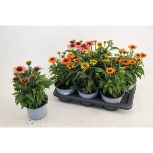 Echinacea Mooodz mix