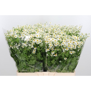 Tanacetum Pa Single Vegmo