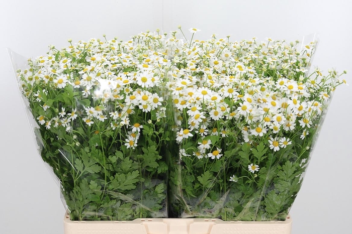 <h4>Tanacetum Pa Single Vegmo</h4>