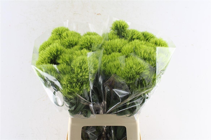 <h4>Di Barb Barb Fresh</h4>