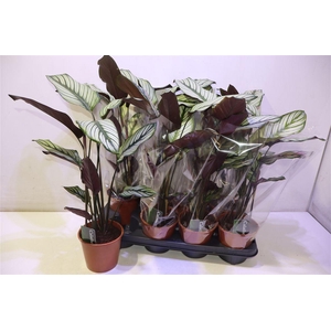 arr8 Calat Ma Whitestar