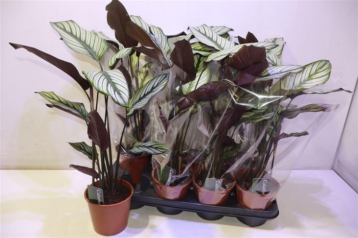 <h4>arr8 Calat Ma Whitestar</h4>