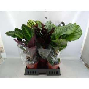 Calathea   ...mix