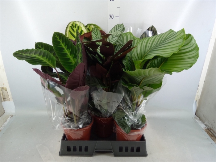 <h4>Calathea   ...mix</h4>