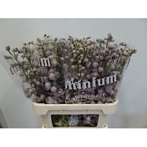 DELPH DU DEW FLAMING