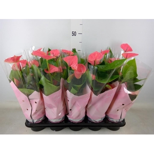 Anthurium andr. 'Sweet Dream'