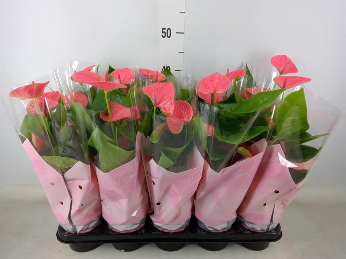 <h4>Anthurium andr. 'Sweet Dream'</h4>