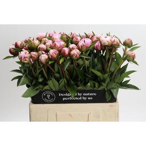 Paeonia Sarah Bernhardt