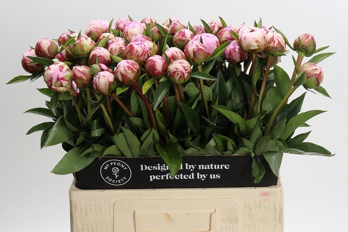 <h4>Paeonia Sarah Bernhardt</h4>