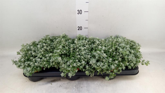 <h4>Helichrysum mic. 'Silver Mist'</h4>