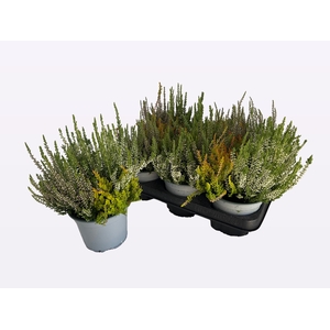 CALLU WIBOS TRIO