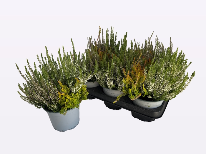 <h4>CALLU WIBOS TRIO</h4>