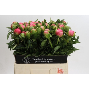 Paenia Pink Hawaiian Coral