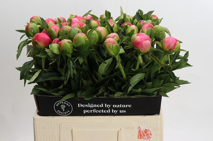 Paenia Pink Hawaiian Coral