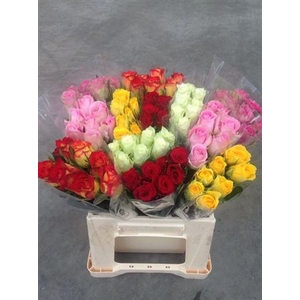 R Gr Gemengd In Box