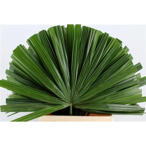 Chamaerops Blad
