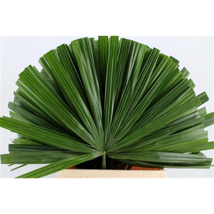 <h4>Chamaerops Blad</h4>