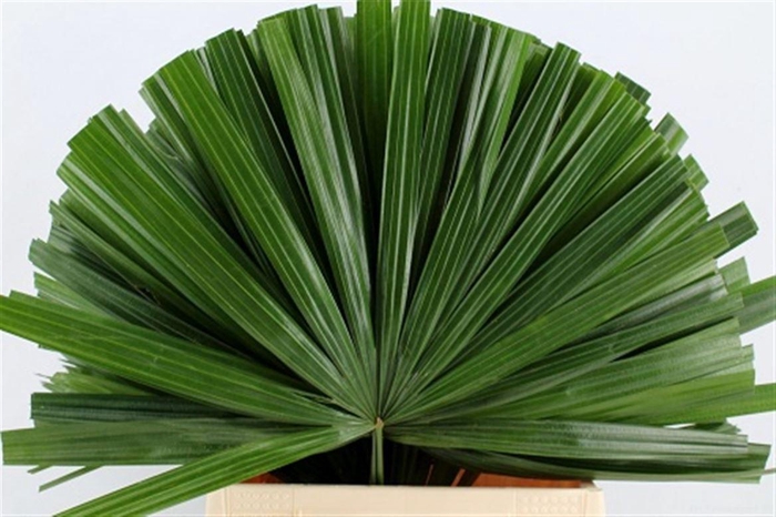 <h4>Chamaerops Blad</h4>