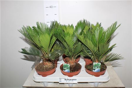 <h4>Cycas Revoluta 6-8</h4>