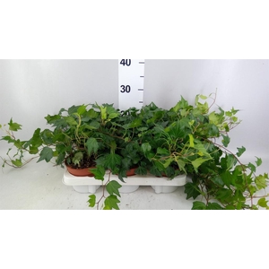 Hedera helix 'Green Ripple'