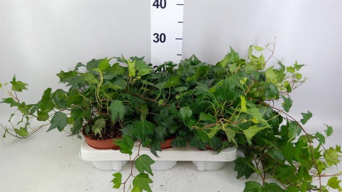 <h4>Hedera helix 'Green Ripple'</h4>