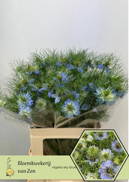 <h4>Nigella Jekyll Oxford Blue Frank Zon</h4>