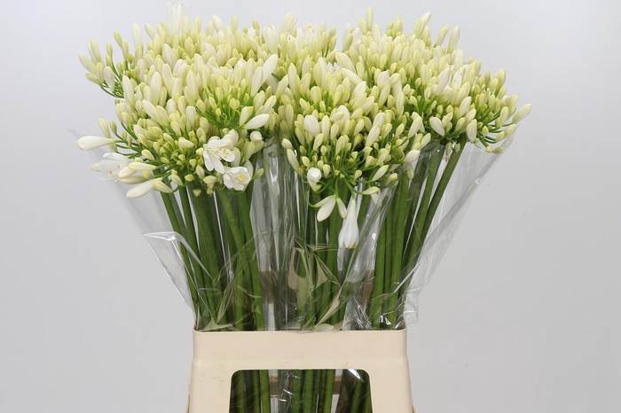 <h4>Agapanthus Gletsjer</h4>