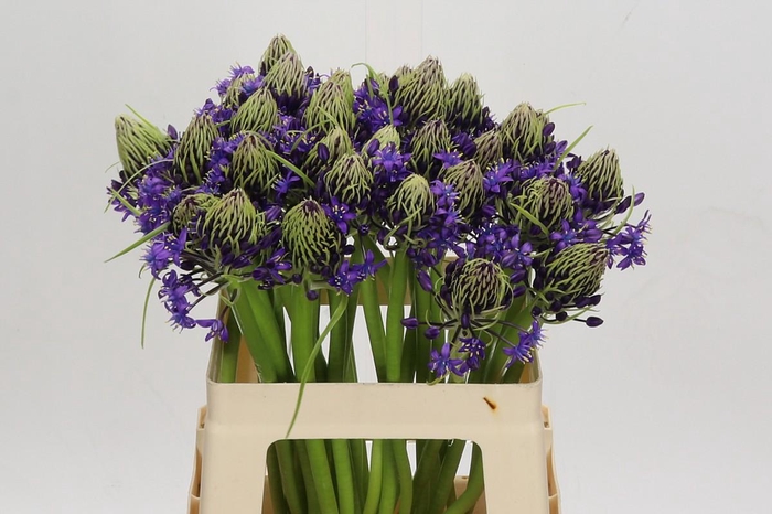 <h4>Scilla Peruviana</h4>