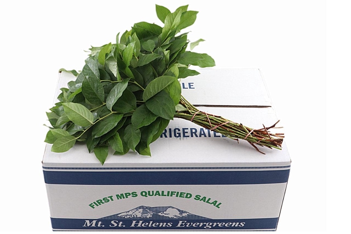 Salal Tips Mt St Helens Box