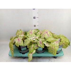 Caladium  'Miss Muffet'
