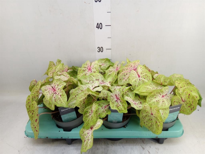 <h4>Caladium  'Miss Muffet'</h4>