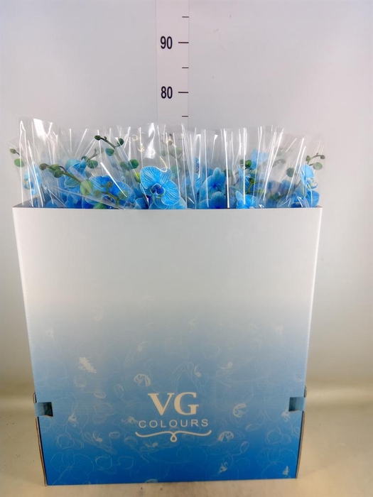 <h4>Phalaenopsis   ...</h4>