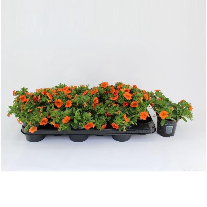 <h4>CaliBrachoa uno Orange</h4>